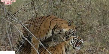 老虎交配视频,一场震撼的自然交配奇观