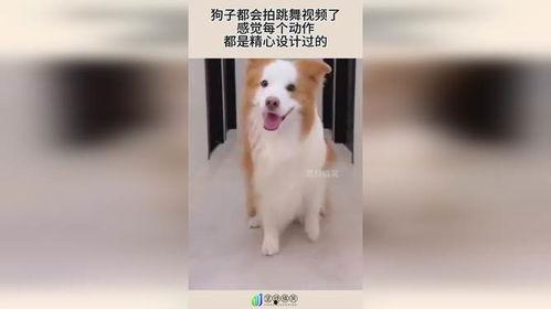 狗狗舞蹈视频,狗狗舞蹈视频带你领略萌宠风采