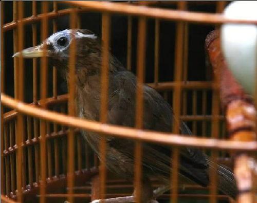 画眉鸟打架视频,一场羽毛与勇气的较量